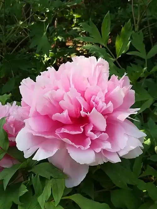 2018-4洛阳,国色天香,美的娇艳的牡丹花.