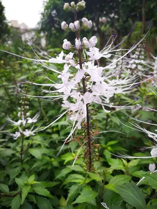 肾茶,又称猫须草,苞须花,属唇形科多年生草本植物.