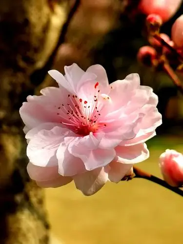 美梅花开这种粉粉嫩嫩的美人梅颜色虽不娇艳却很清新给人一种平静无争