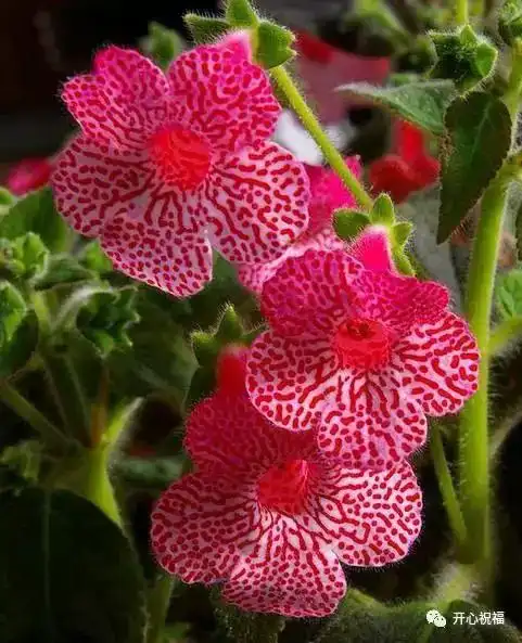 世界上最美的花儿,美到窒息