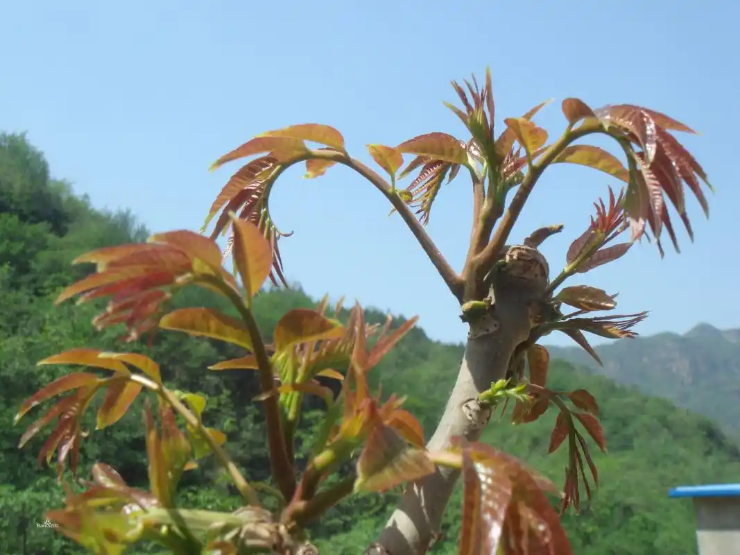 京西礼临辉合作社