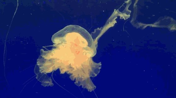 560_314gif 动态图 动图