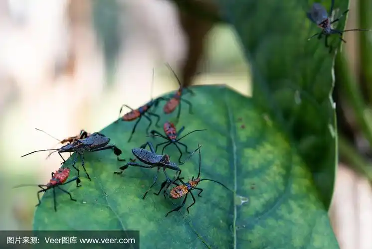 臭虫若虫的两个阶段