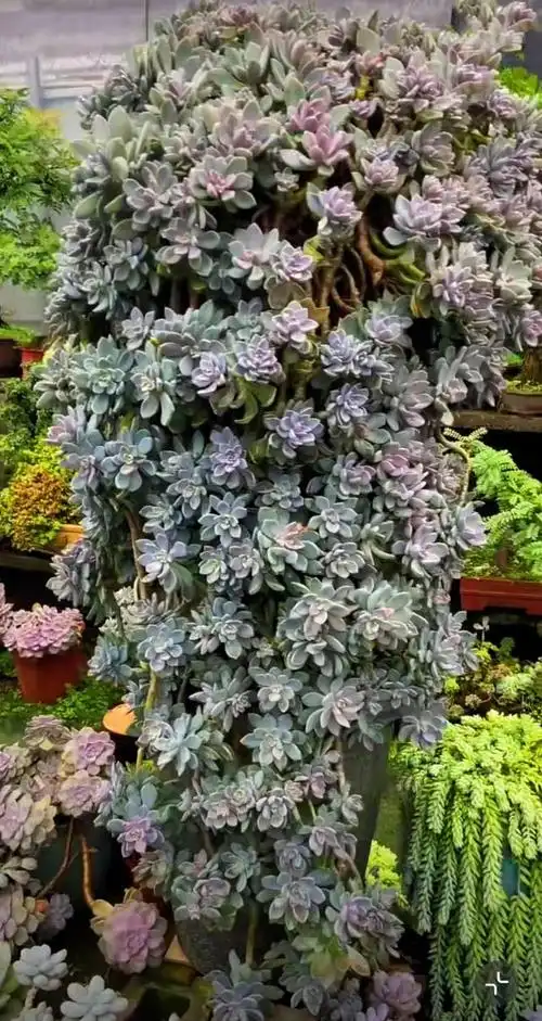 瞧瞧这盆极品"冬美人"老桩,已经成极品!皮实好养的多肉就是牛