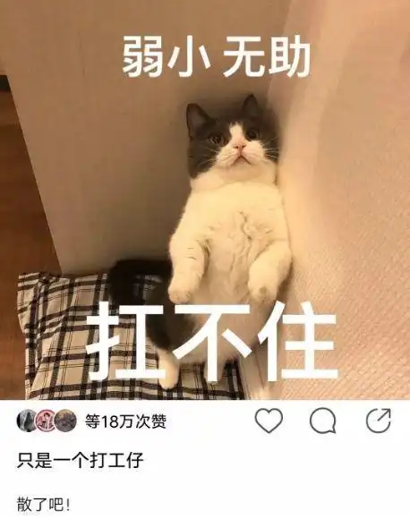 还挺搞笑  放了个"弱小无助扛不住"表情包.