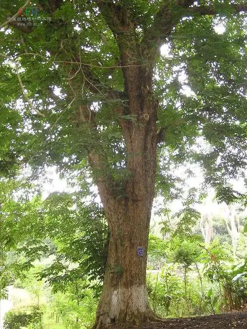 1,紫檀掉叶子还能长出来吗,小叶紫檀盆景如何修剪?