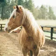 奔放的骏马头像图片一匹匹骏马长鬃飞扬太美丽了