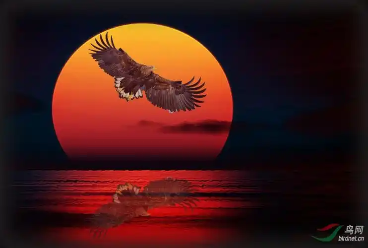 创意红日映雄鹰