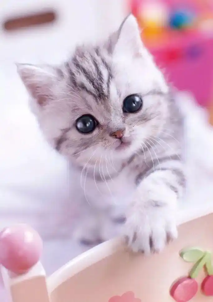 对萌萌哒的小奶猫毫无抵抗力,速度来吸!_势力