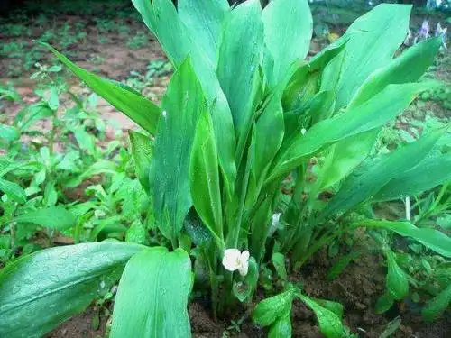 土三七或土田七是什么?