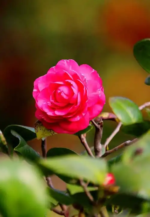 杨柳青青茶花开