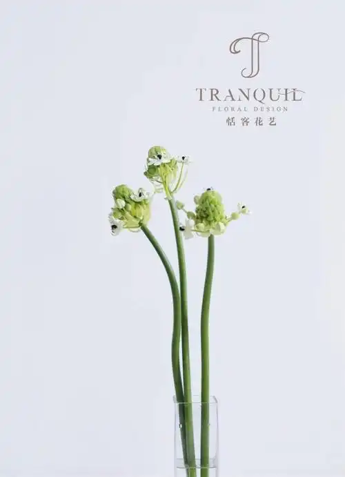 天鹅绒花是一种寓意很好的花卉,它的花语是祝福,不变的爱,也有着敏感