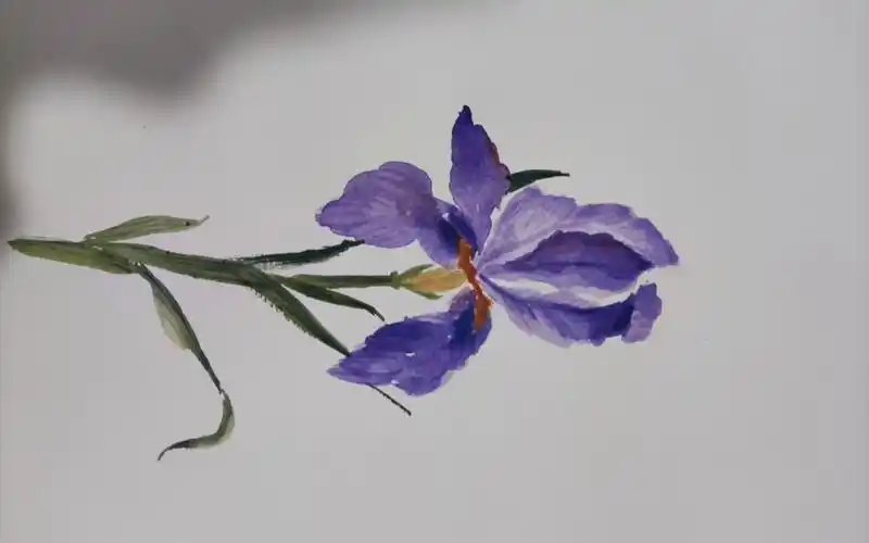 水彩鸢尾花,坚持画画,每日进步!