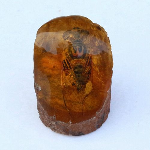 琥珀蜜蜡虫珀摆件 吊坠工艺品蜜蜂标本办公室客厅摆件 图片色