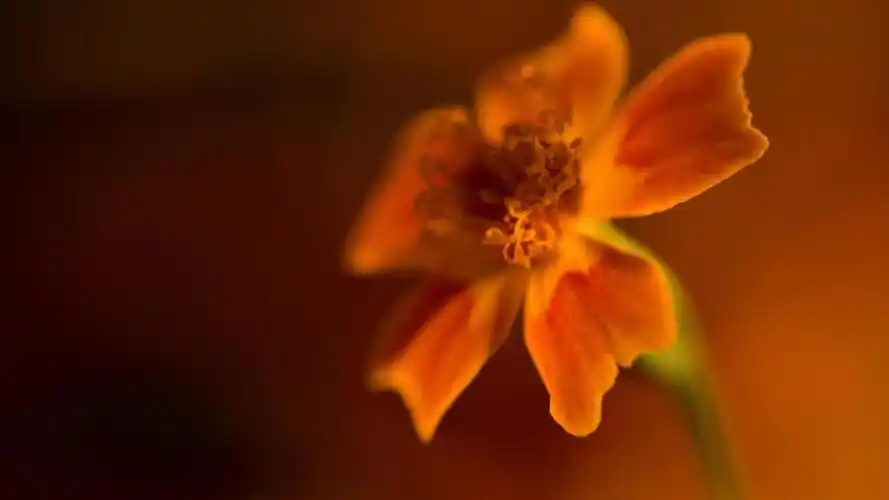 2023年抖音最火背景图片