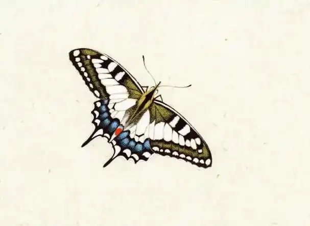 零基础学画|工笔蝴蝶 · 画舸春眠朝未足 梦为蝴蝶也寻花