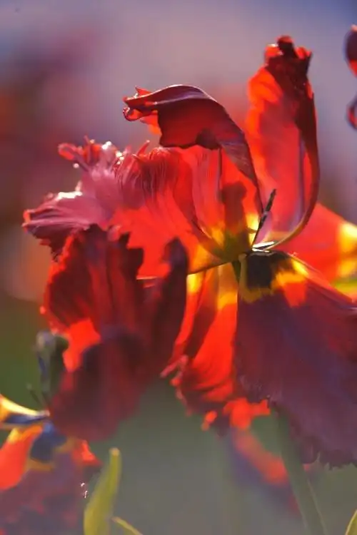 怒放的生命 文/赵正霞(青海)京津沪头条文学平台发布