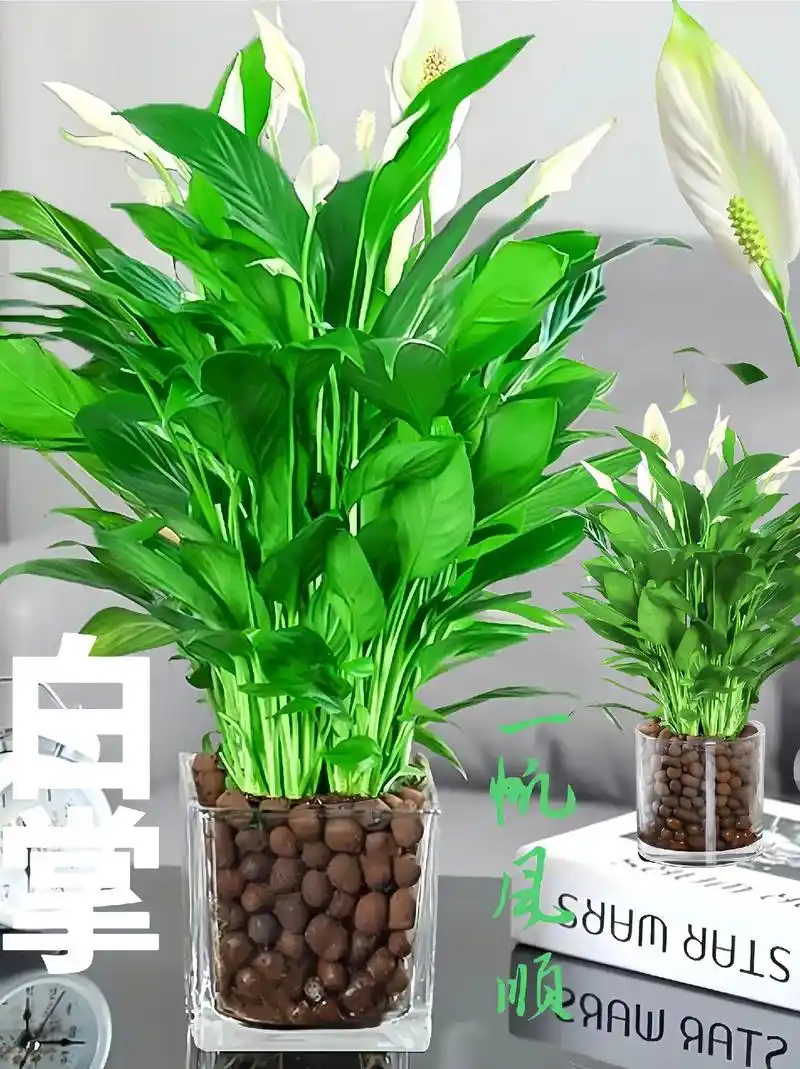 摆放在室内,瞬间提升格调,让您的心灵得到宁静与放松.