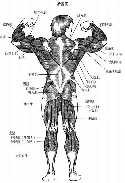 肌肉分布图