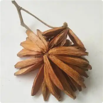 新货喜树果500克野芭蕉千丈树水栗子天梓树无硫