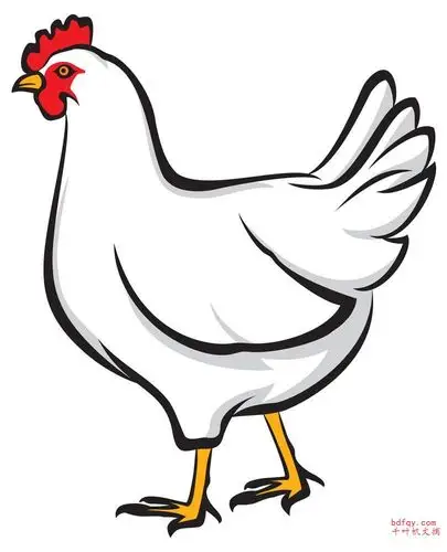 母鸡动物简笔画