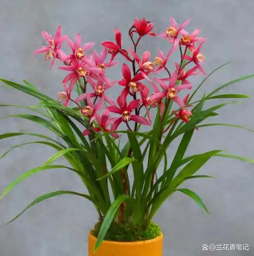 兰界勤花排名前10的品种,全家无休,越虐开花越旺盛,一起看看吧