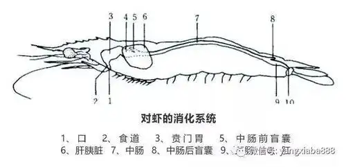 了解这些南美白对虾的生物学特性,才能更好的养虾!