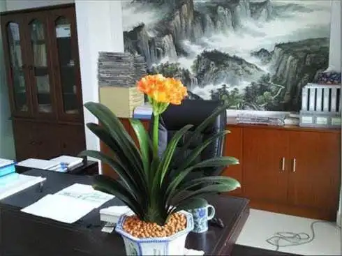 适合办公桌摆放的绿植有哪些_办公室装修设计攻略-时间财富网