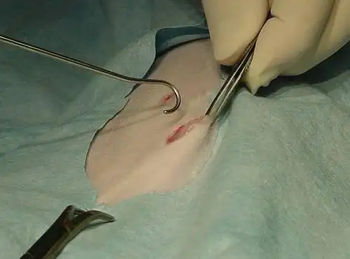 3,绝育手术绝育手术是一个治本的方法,但是也能预防猫咪很多生理上的