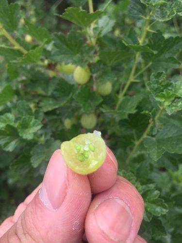 灯笼果东北当季新鲜醋栗野生浆果酸梅粒刺果酸其它