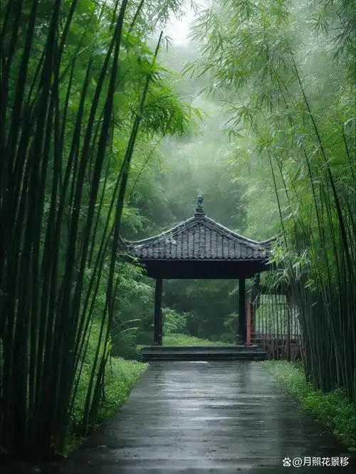 雨中竹林,治愈,壁纸