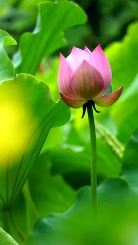 1200_2133竖版 竖屏