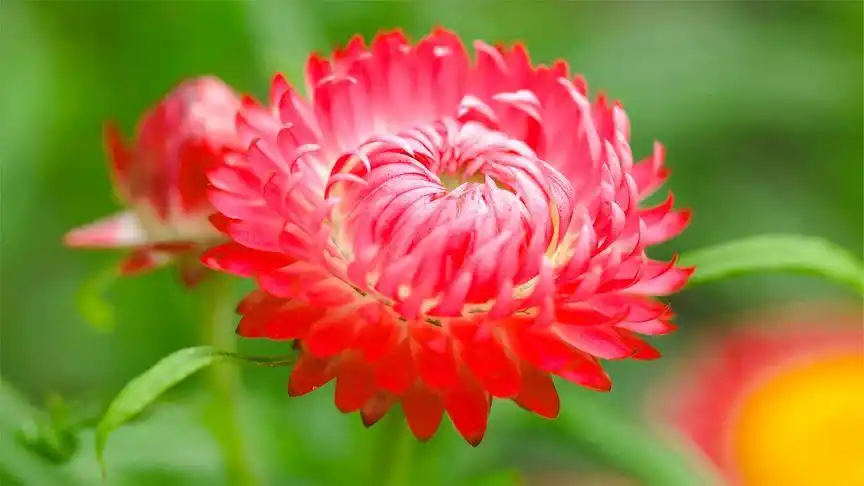 富贵的牡丹花,给人带来好运财富,美丽的花朵!