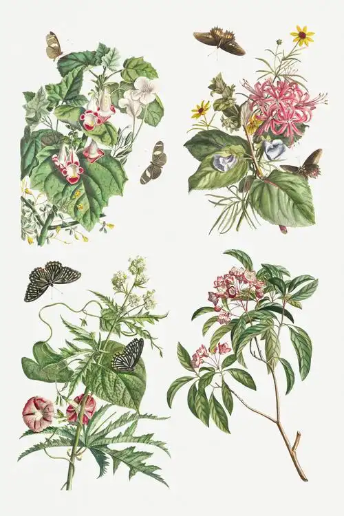 复古花卉插画套装