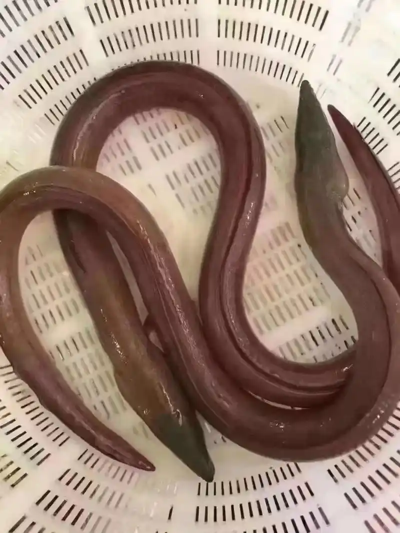 野生土龙:难92的大补货,营养价值特别高,一星期给家人90煲 - 抖音