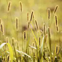 微信头像下载 微信头像图片大全 微信花草植物头像 200_200