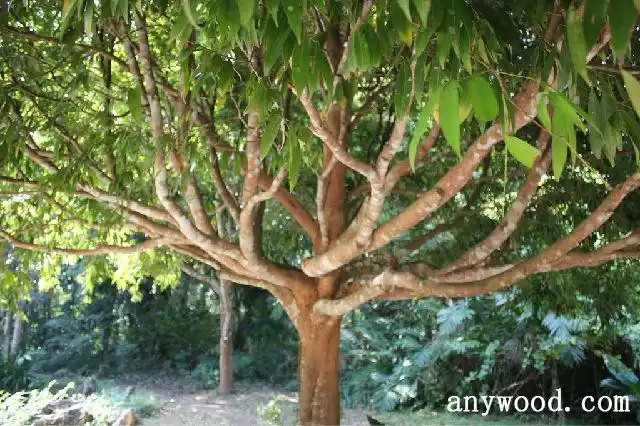 铁力木和铁刀木的区别【批木网】