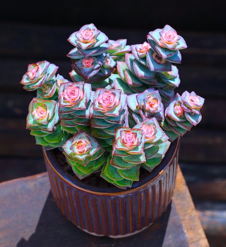 彩色星王子多肉植物盆栽多肉老桩超大组合云南直发