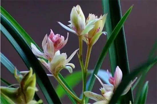 最贵兰花5000千万图片,究竟兰花为什么这么贵