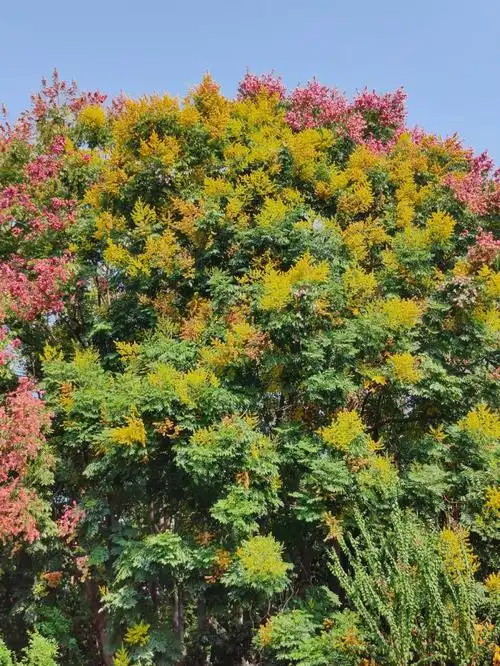 听说今年流行赏栾树