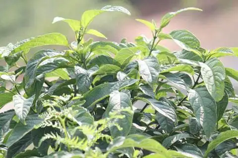 蓼大青叶的功效与作用蓼大青叶图片