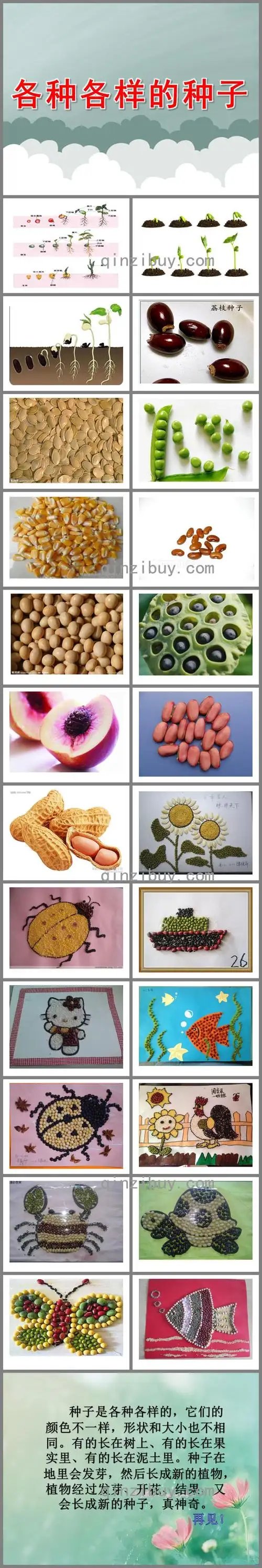 中班科学各种各样的种子ppt课件