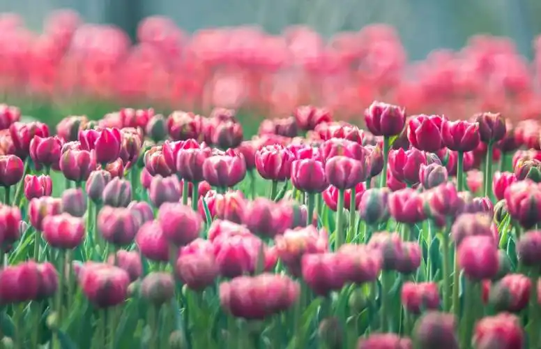 百花齐放春满园溧水这些绝美花海正盛放快来一睹春意芳华