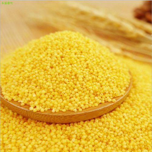 山西月子谷子小米黄小米孕妇特产精选农家新鲜小米