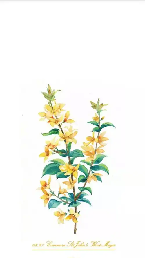 生日花连翘插画师三木焱圭吴公子