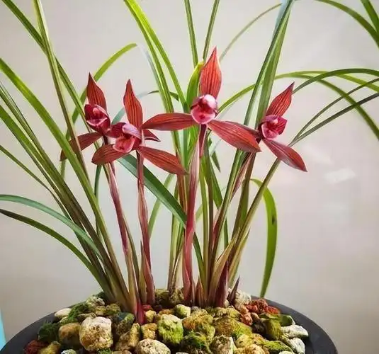 十大名贵兰花品种 十大名贵兰花品种图片最贵