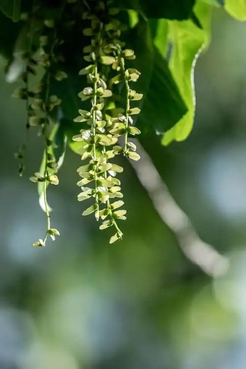 湖北南漳枫杨花开如挂碧帘
