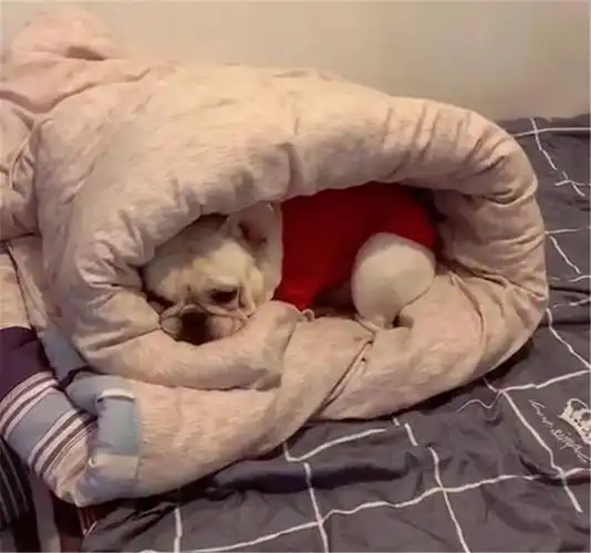 斗牛犬嫌冷吃完饭就躲被窝里取暖狗别动我冷