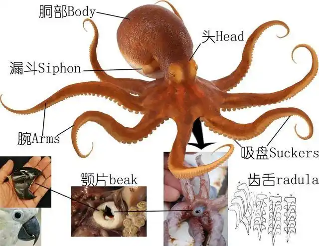 明了海鲜|乌贼,墨鱼,鱿鱼,章鱼都有什么不同(中)