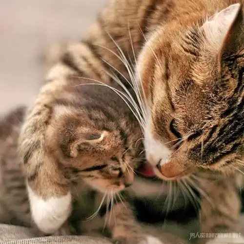 伟大而无私的母爱